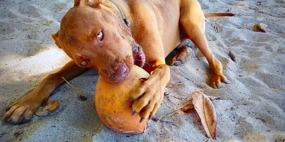 Coconut husk cleans their teeth