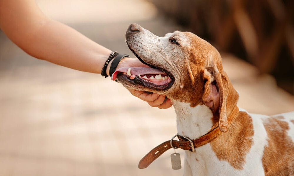 Best Dog Tag Silencers