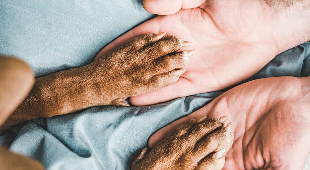 Your Dog May Get an Intestinal Blockage