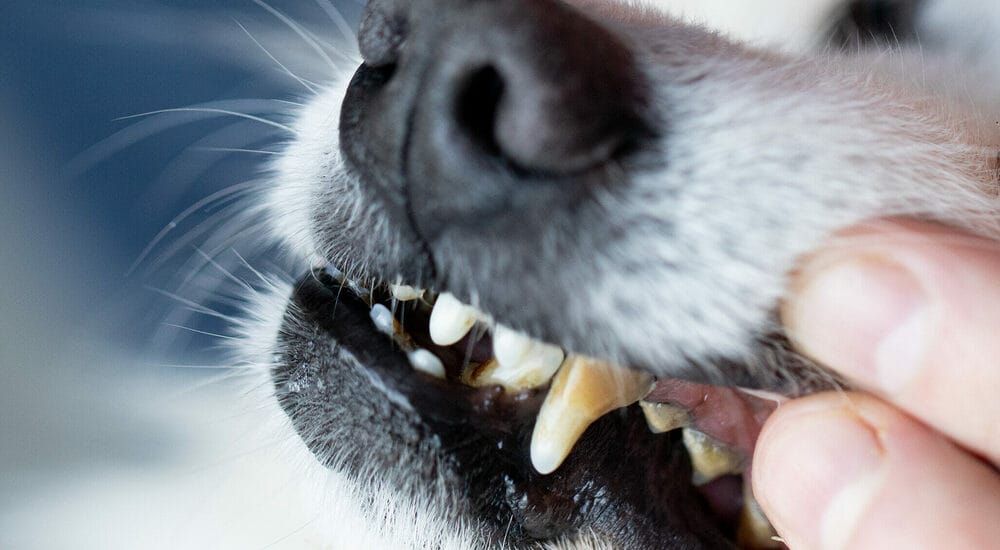 How to freshen dogs breath without brushing