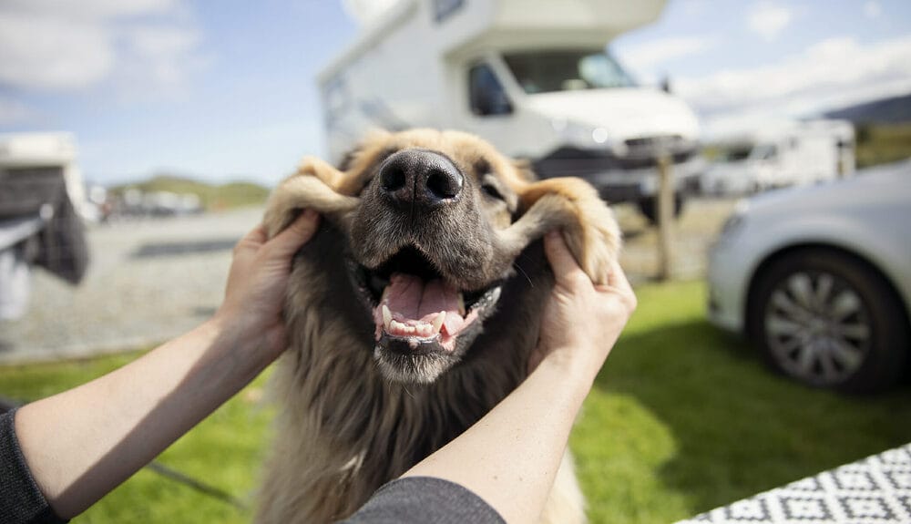 Is Colloidal Silver Safe For dogs?