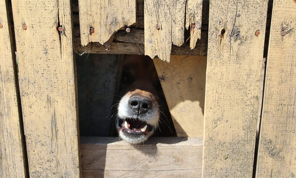 How to block dogs view through fence