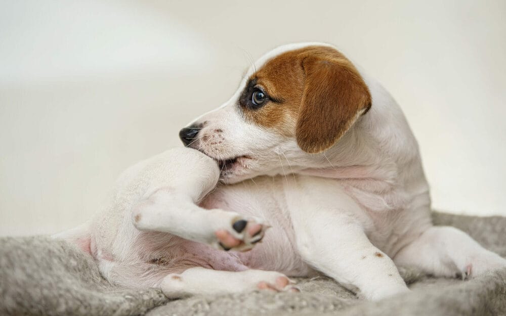 How to Relieve Dog Itching After Grooming How to Relieve Dog Itching After Grooming