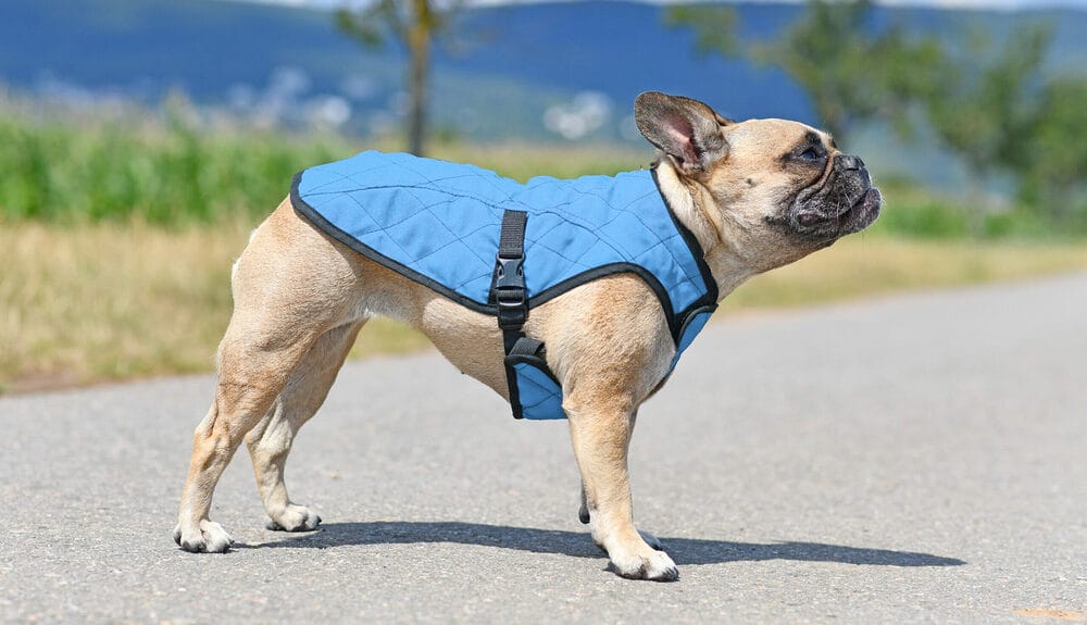 Anti hawk vest top for dogs