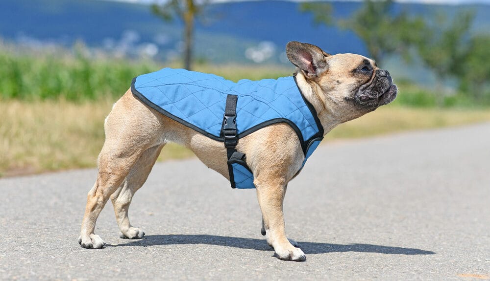 Hawk Vests for Dogs