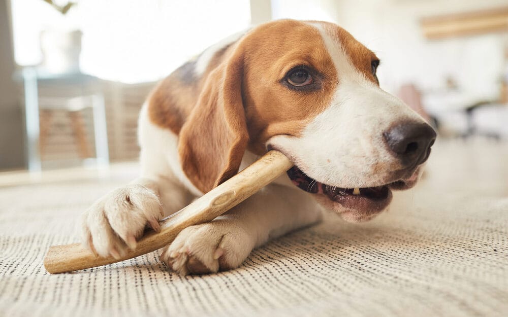 Are Frozen Marrow Bones Safe For Dogs? Are Frozen Marrow Bones Safe For Dogs?
