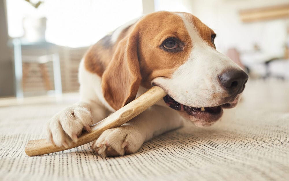 Are Frozen Marrow Bones Safe For Dogs?