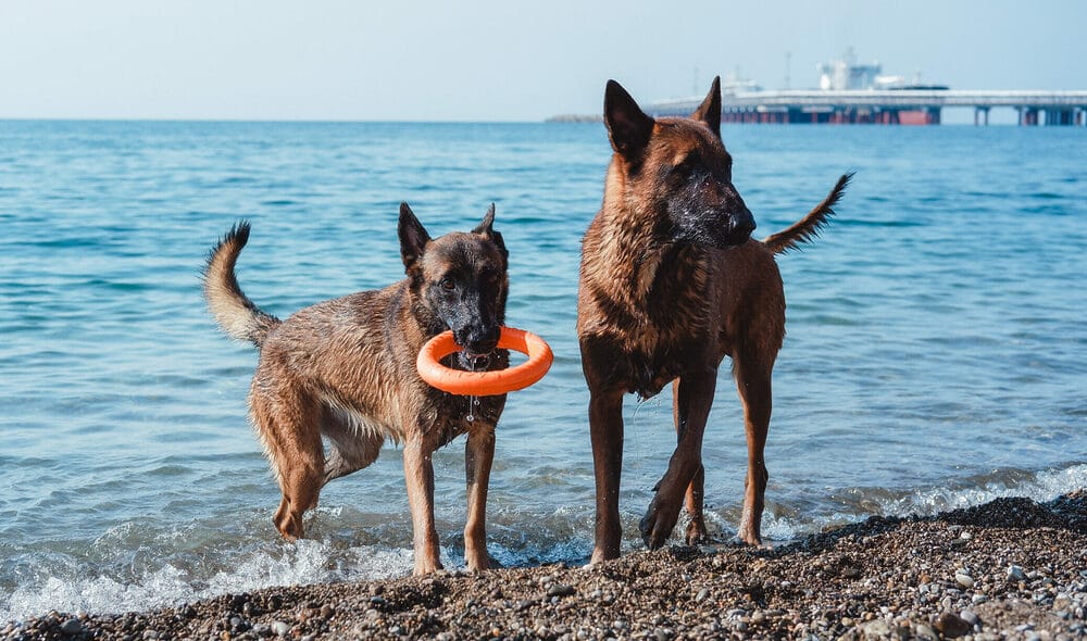 interactive water toys for dogs