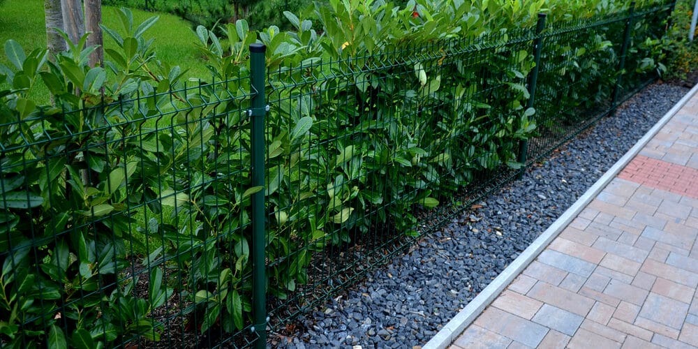 Plant thick shrubs or tall hedges