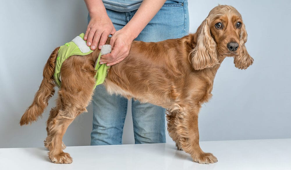 How to Make a Dog Diaper Out of a Sock
