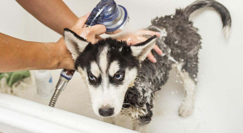 What shampoo helps with deshedding for huskies?