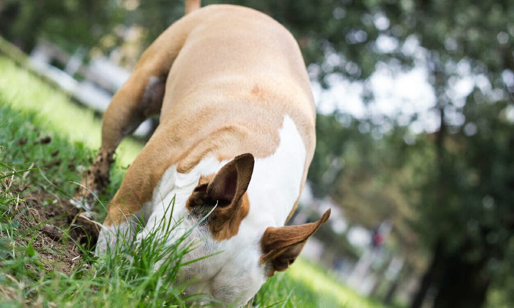 Coffee grounds to stop dog digging
