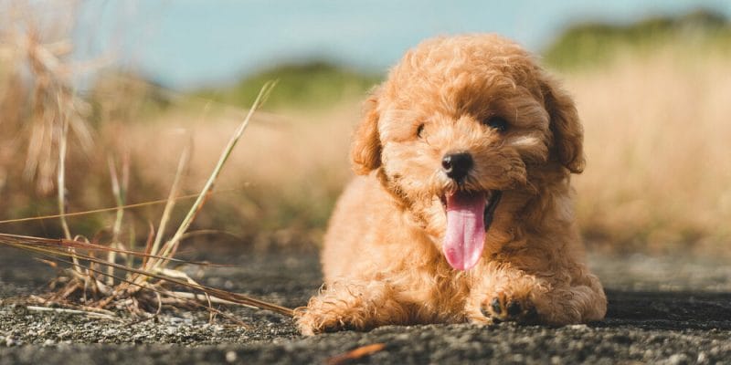 High energy: Poodles