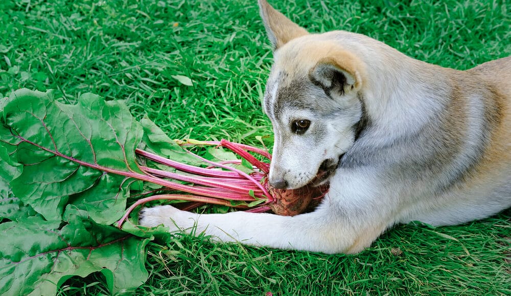 Beets for dogs
