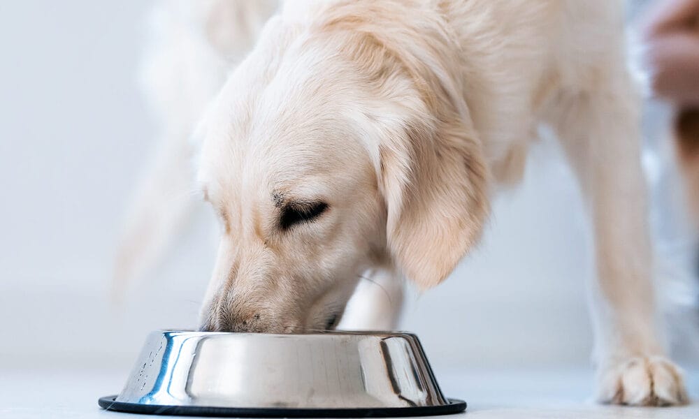 What makes a good meat and bone grinder for dog food?