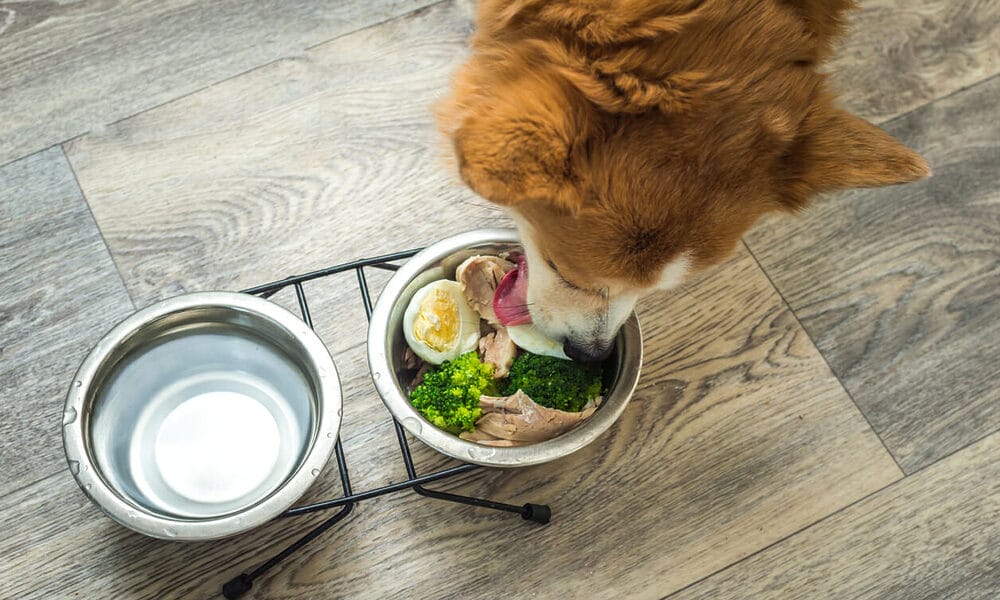 Fattening up your dog with homemade weight gainer for dogs