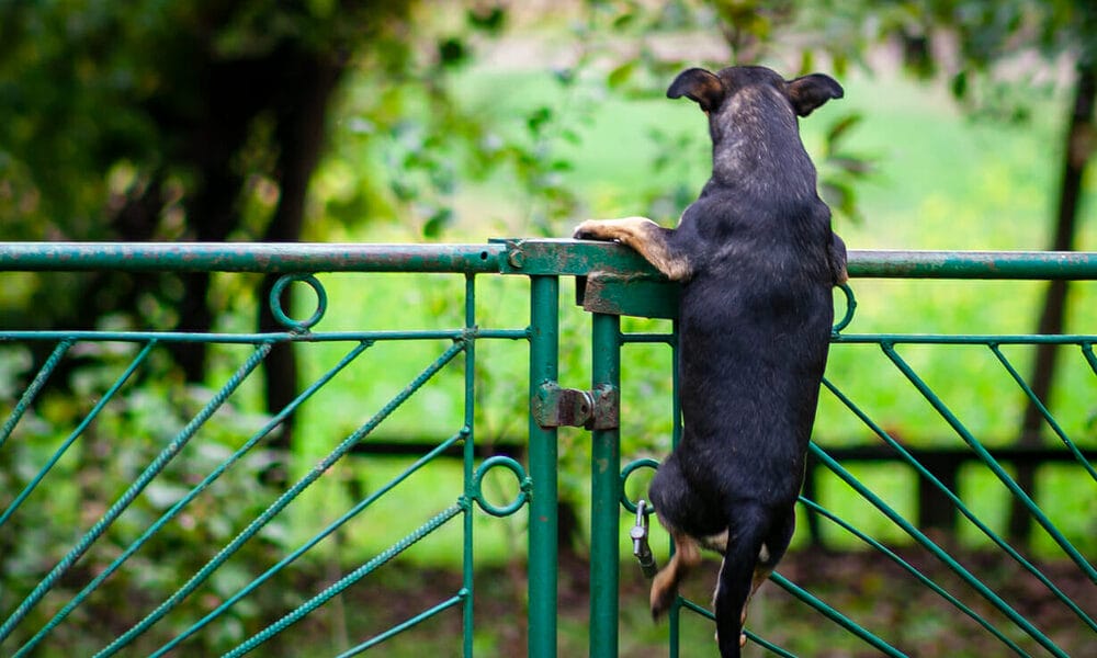 Additional tips for dog-proofing your fence