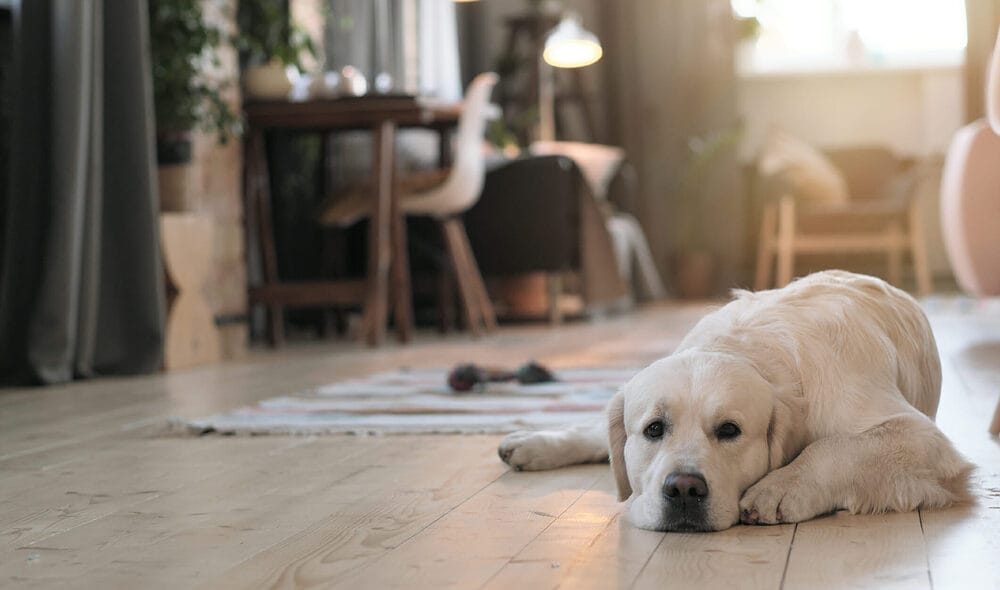 Best Finish for Hardwood Floors with Dogs
