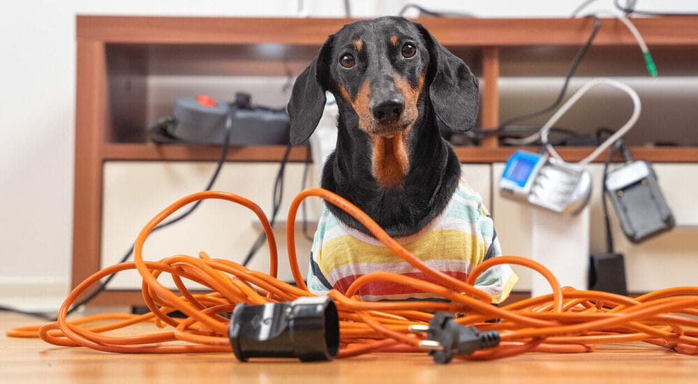 Can a dog die from electrical cords Can a dog die from electrical cords