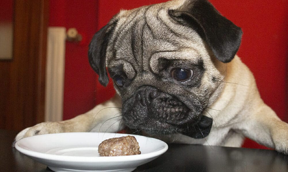 What are satin balls for dogs? What are satin balls for dogs?