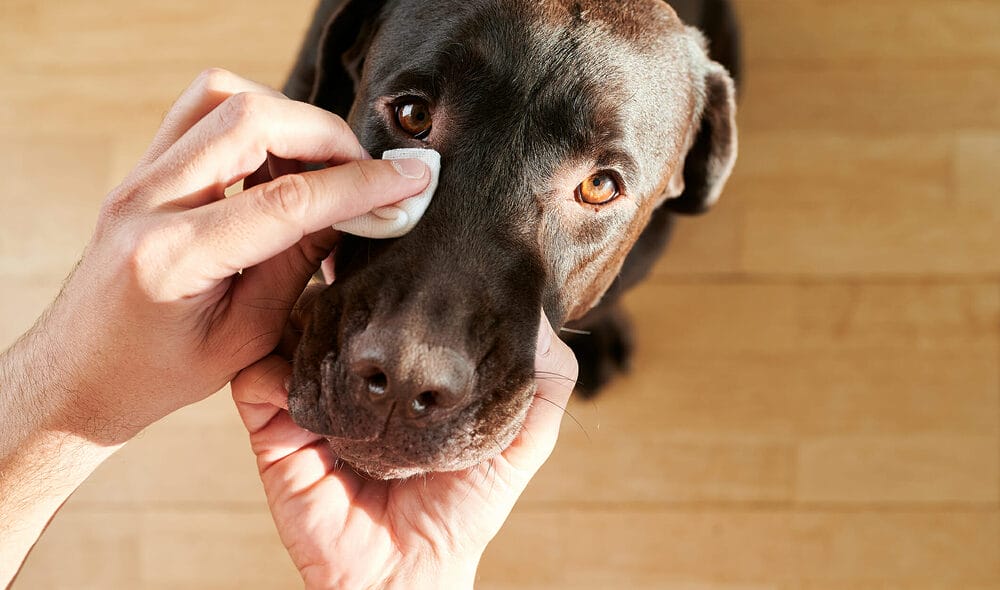 Best eye wipes for dogs
