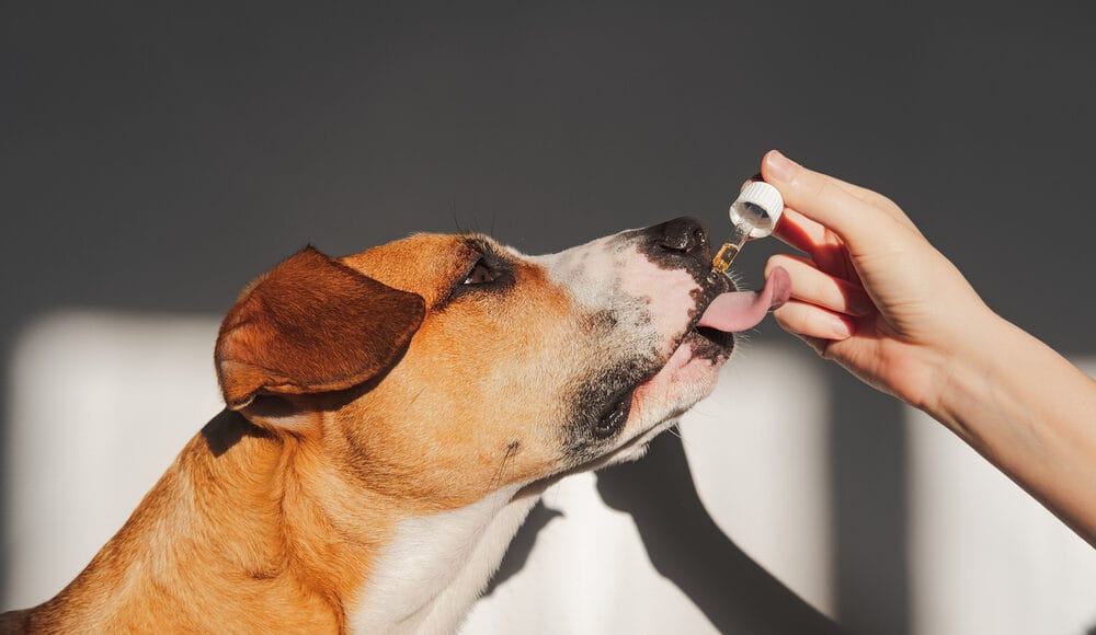 Dog Licked Lemongrass Oil: What to Do