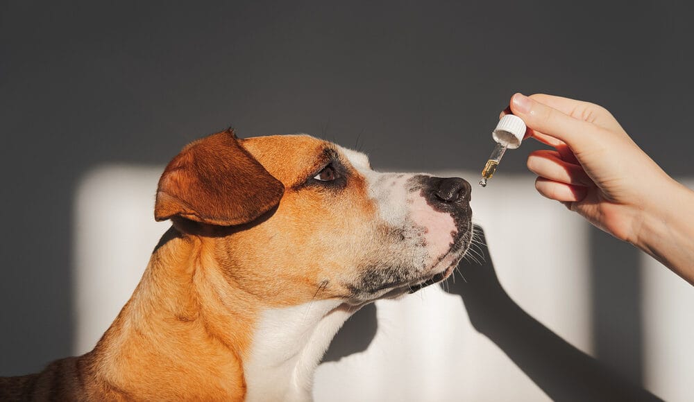 How Much Vanilla Essential Oil is Toxic for Dogs