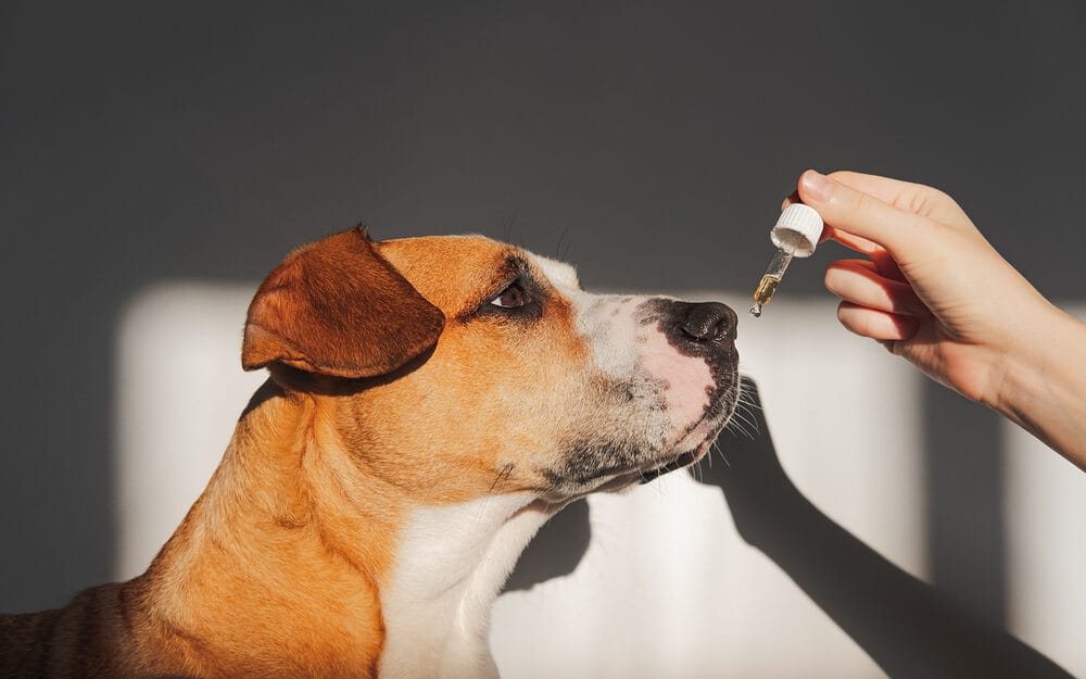 What essential oils are safe for dogs