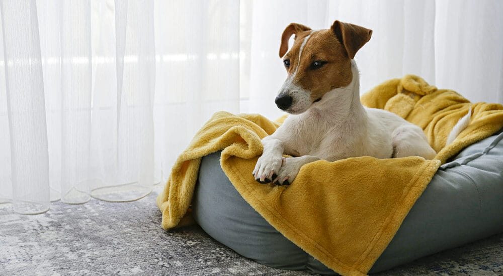 What to do if your blanket still has a dog smell after cleaning?