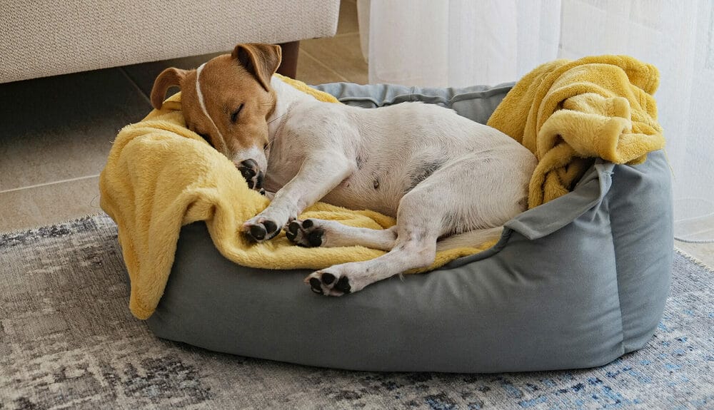 Get A Durable Bed Get A Durable Bed