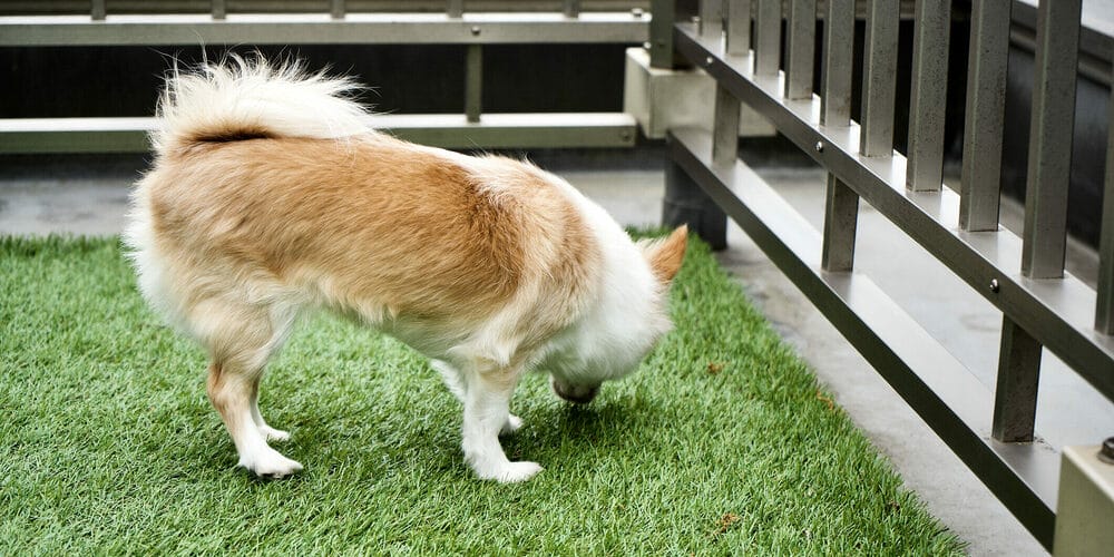 Artificial turf: Easy to maintain Artificial turf: Easy to maintain