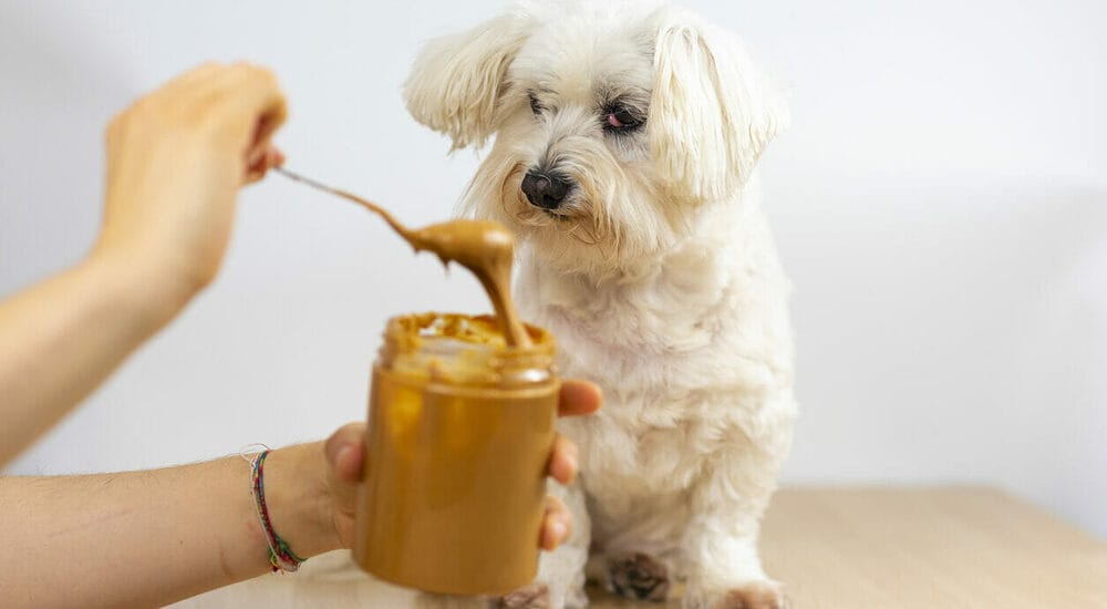 Peanut butter Peanut butter