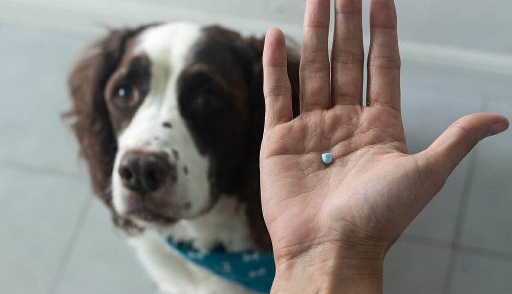 Best Foods to Hide Dog Pills In - The Ultimate Guide