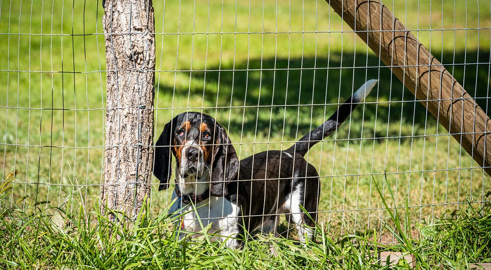 What factors to consider when building a fence for your dog