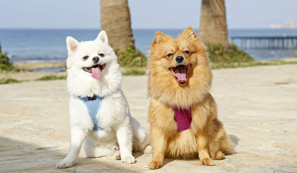 Why Does My Dog Eat My Other Dogs Hair