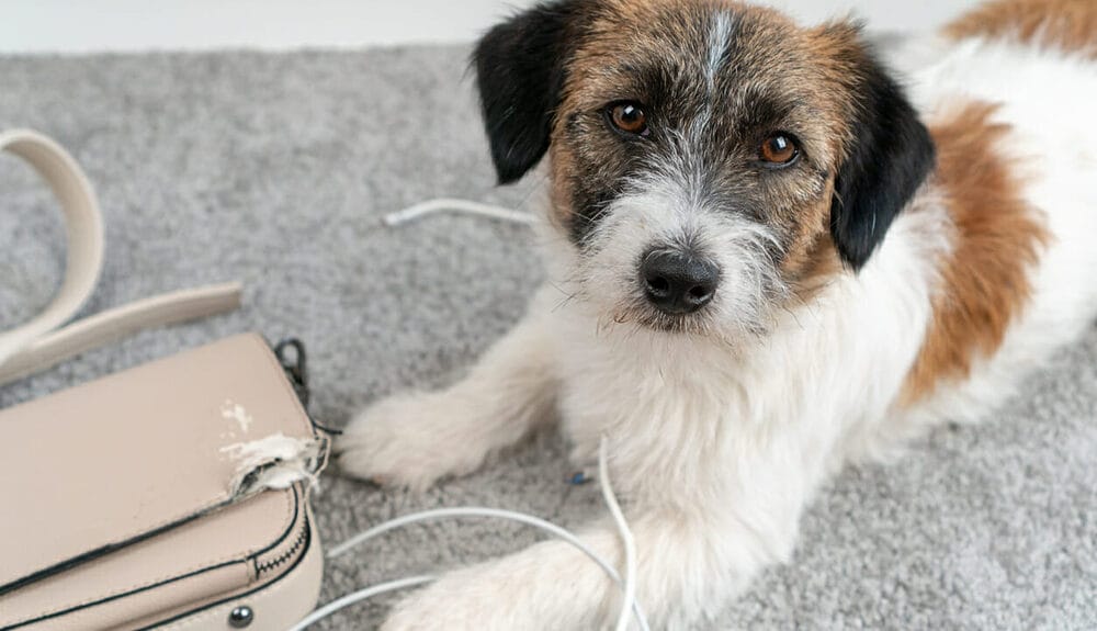 how to stop my dog from chewing electrical wires