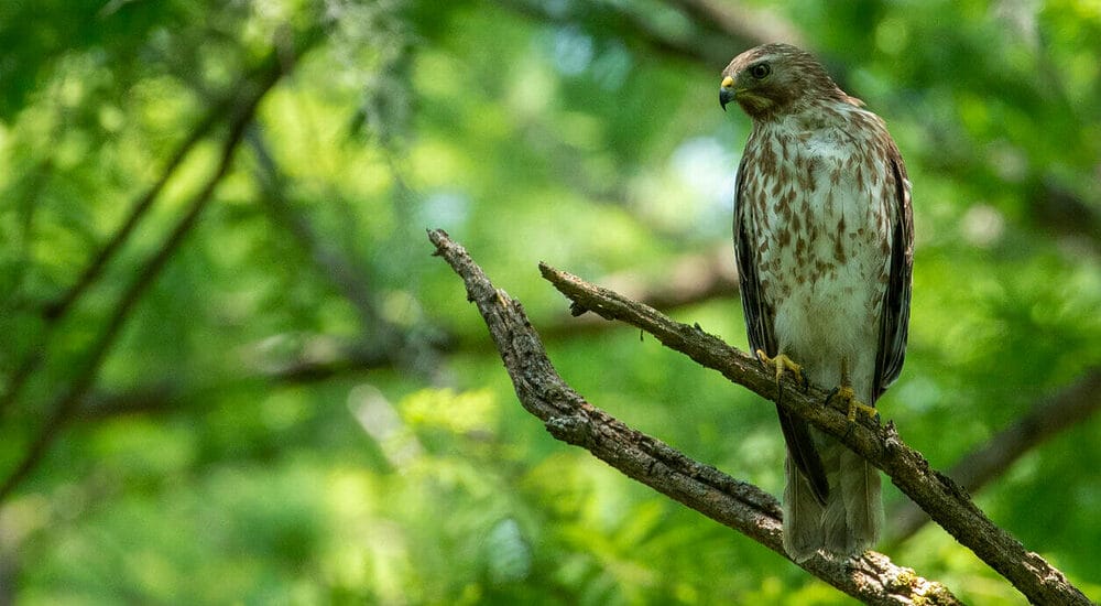 Keep Your Dog Out of Open Fields or Birdwatching Areas