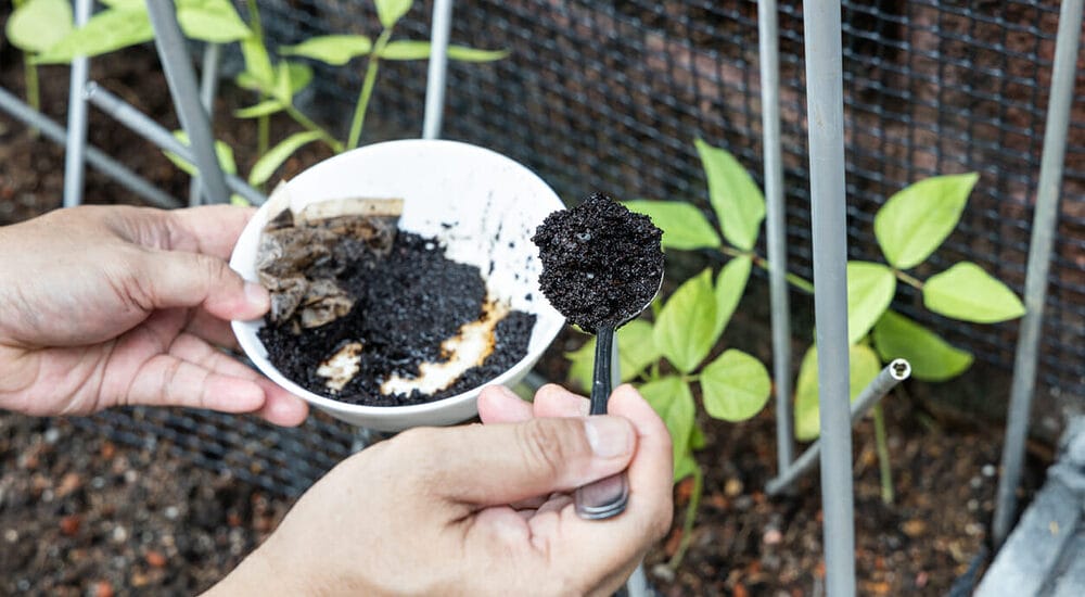 Do Coffee grounds repel dogs from digging?