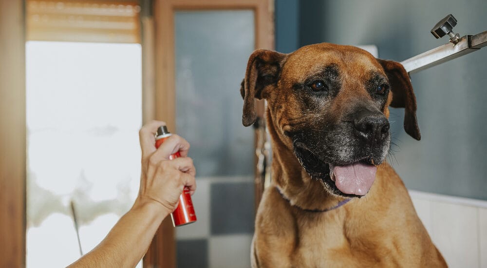 Is Diluted Peppermint Oil Safe to Spray Around Dogs?