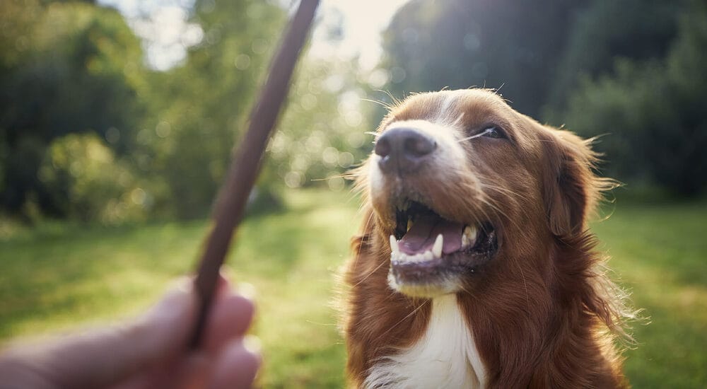 What makes turkey tendons good for your dog?