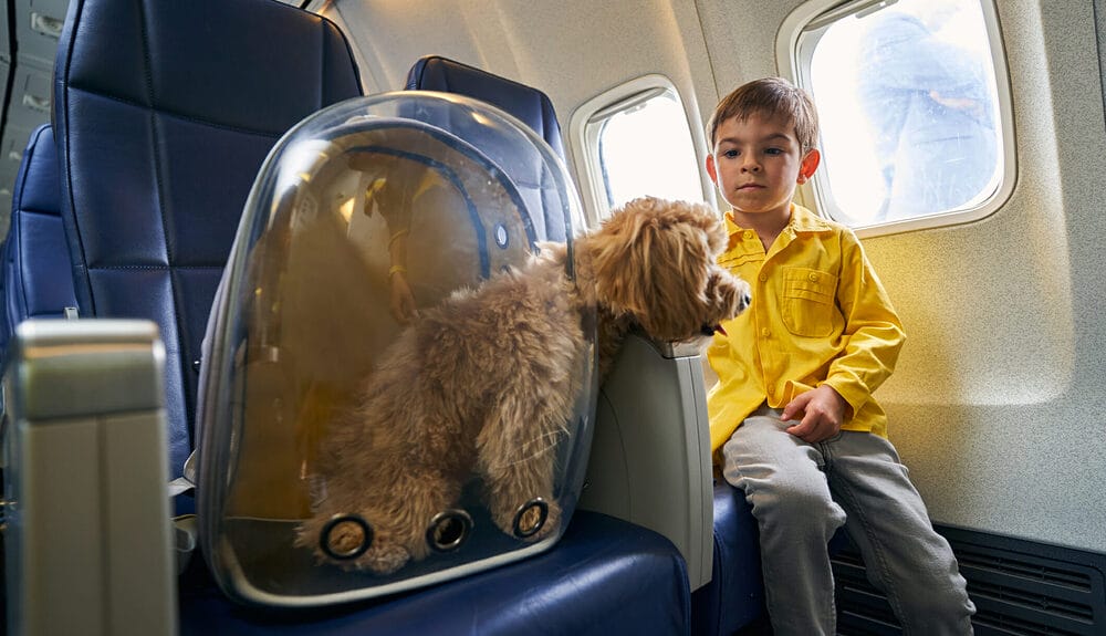 Where do dogs pee/poop on a plane?
