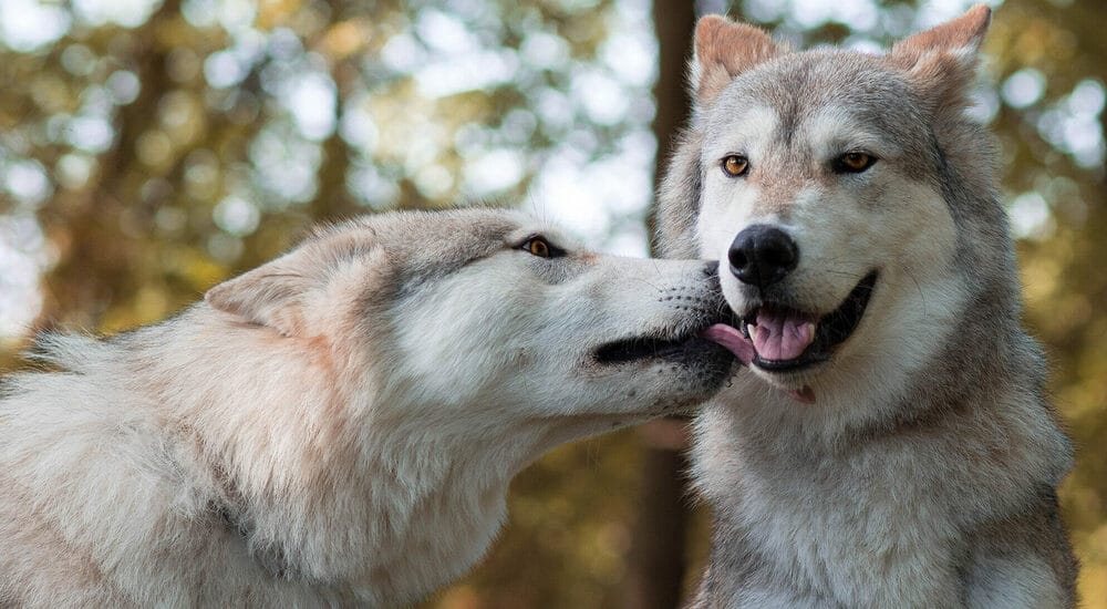 How to stop dog from licking other dogs ears