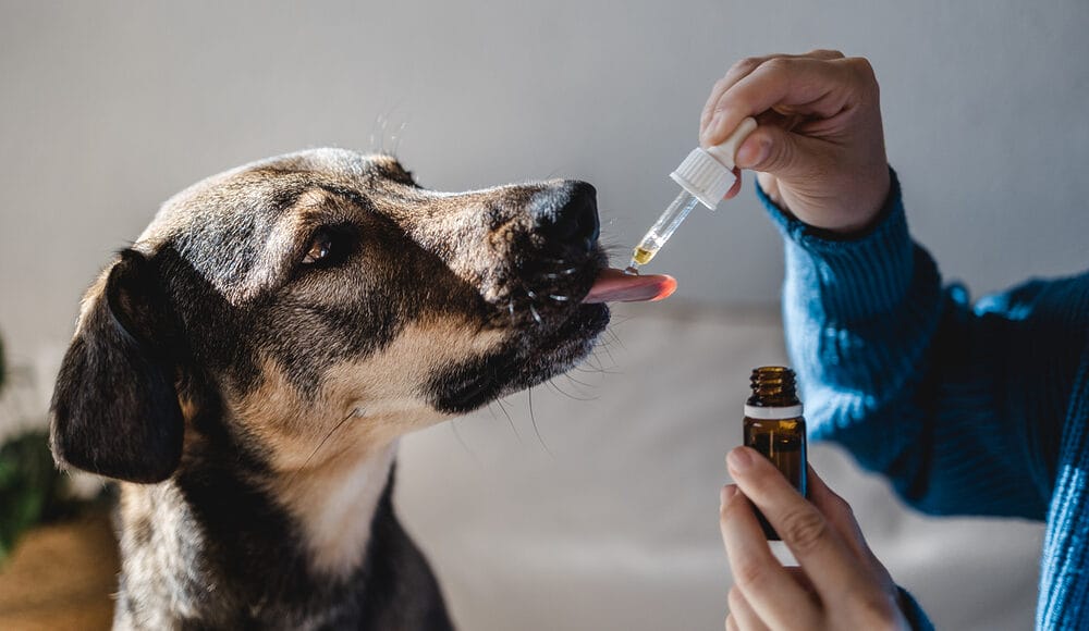 Is It Safe for Your Dog to Ingest Vanilla Essential Oil