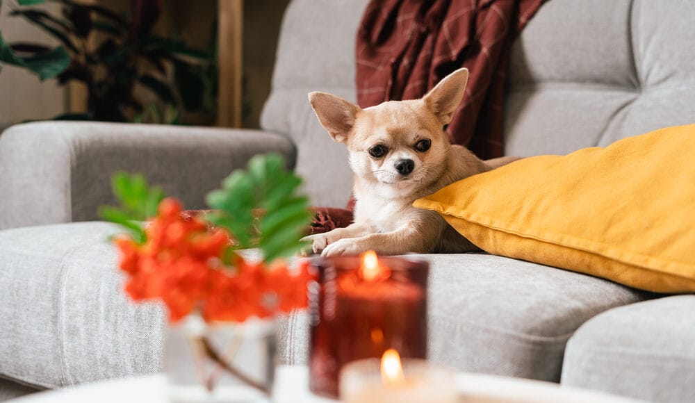 Lemongrass oil in Dog Shampoos and Candles