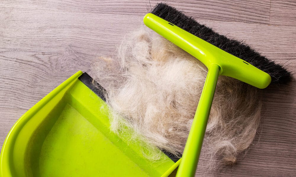 Best Broom for Dog Hair on Hardwood Floors Best Broom for Dog Hair on Hardwood Floors