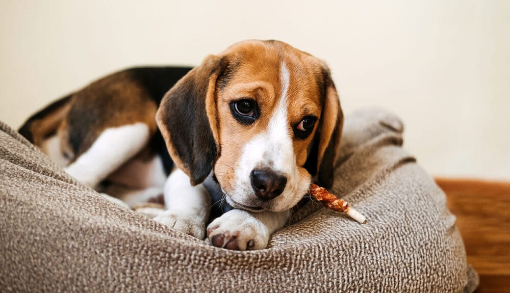 Are There Better Alternatives To Frozen Marrow Bones? Are There Better Alternatives To Frozen Marrow Bones?