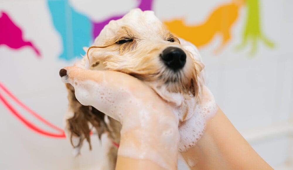 Bathe Your Dog