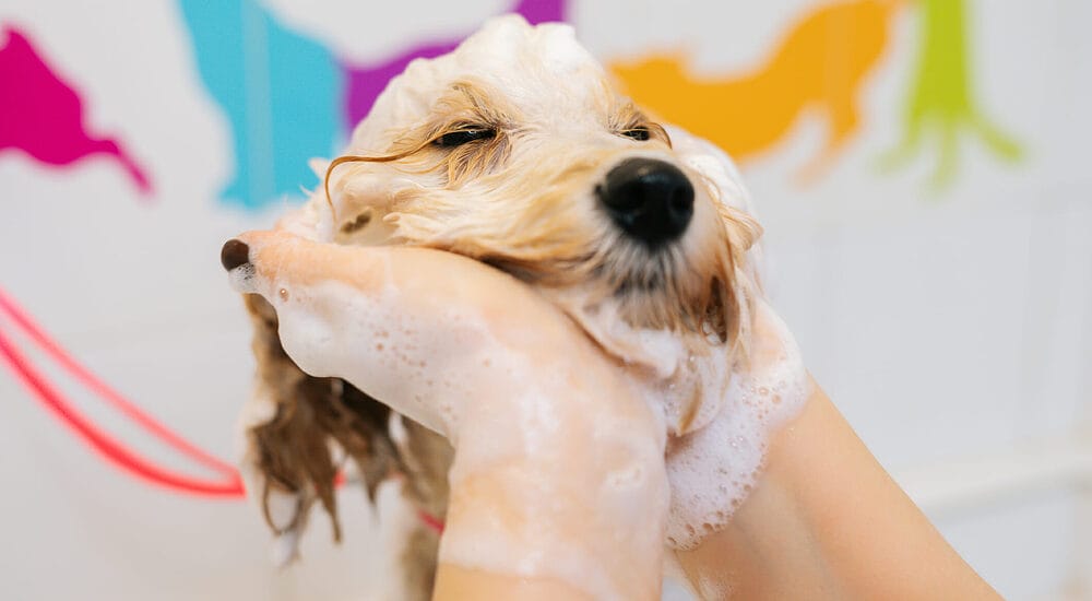 How often can you bathe a dog with dawn?