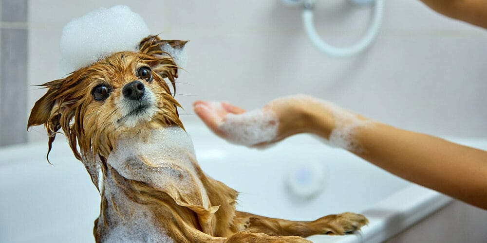What is the best way to bathe a dog?