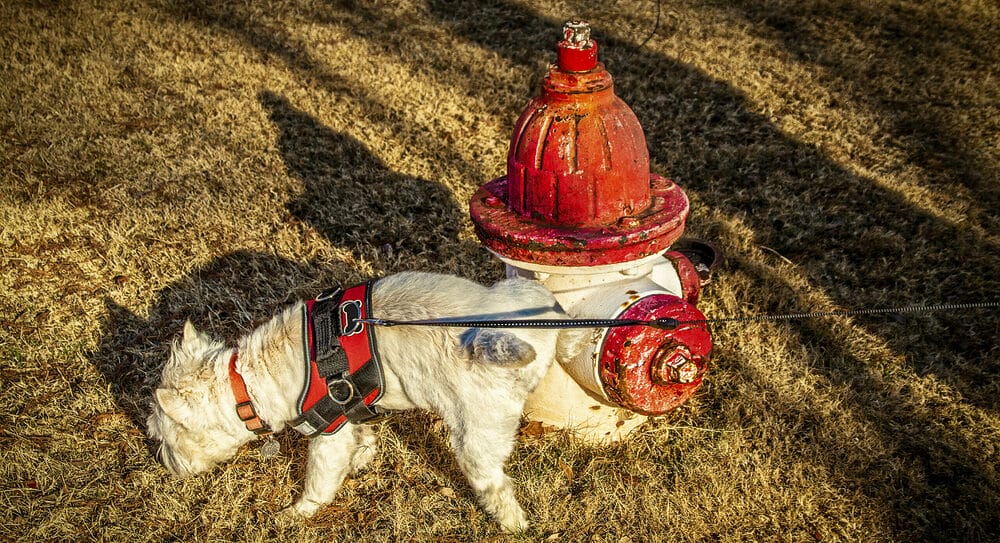 A fire hydrant: Fun and effective